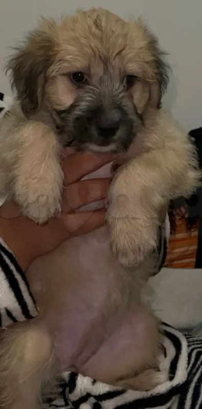 Caniche Bichon - Miniature 2