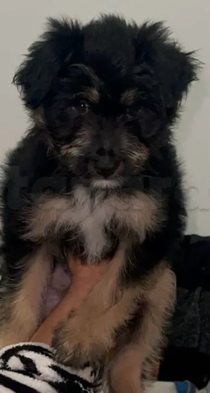 Caniche Bichon - Miniature 3