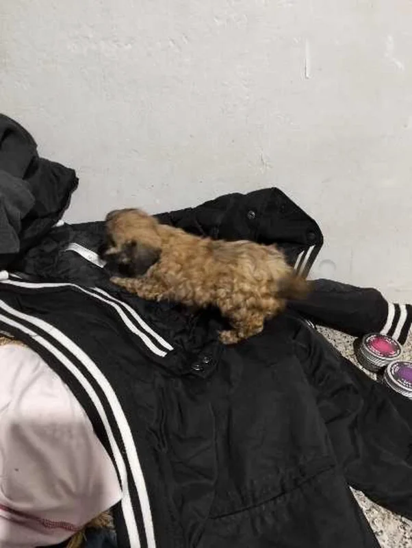 bichon - Miniature 2