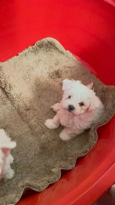 Bichon Maltais - Miniature 2