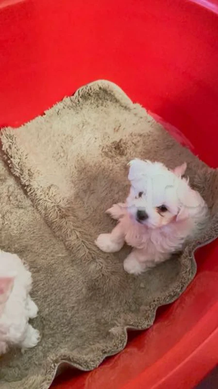 Bichon Maltais - Miniature 3