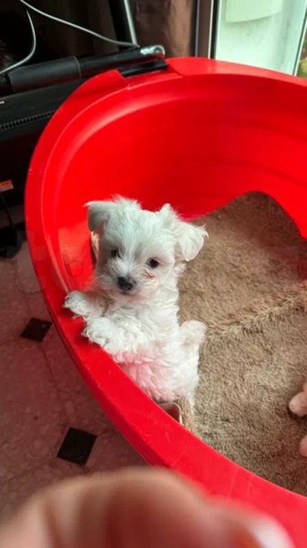 Bichon Maltais - Miniature 4