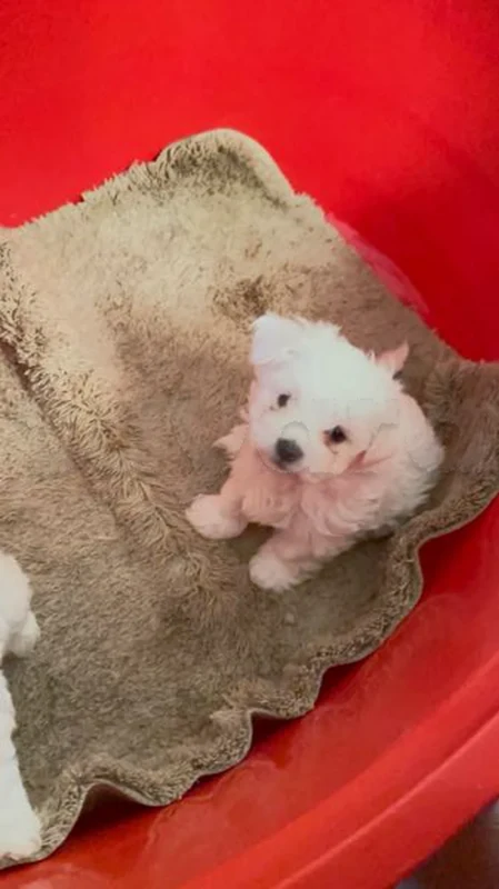 Bichon Maltais - Miniature 5