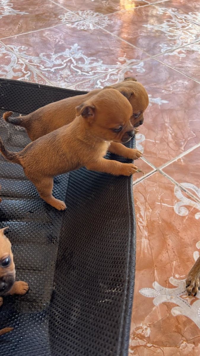 A vendre  - Miniature 4