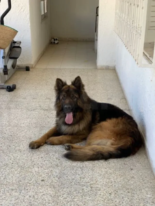 Berger Almend - Miniature 2