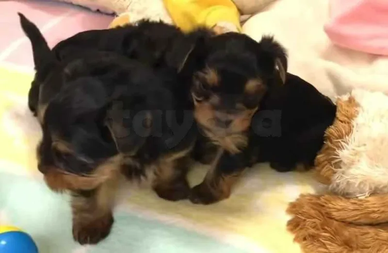 chiots yorkshire toy âge 7 semaines