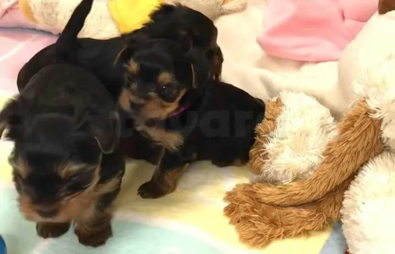 chiots yorkshire toy âge 7 semaines - Miniature 2