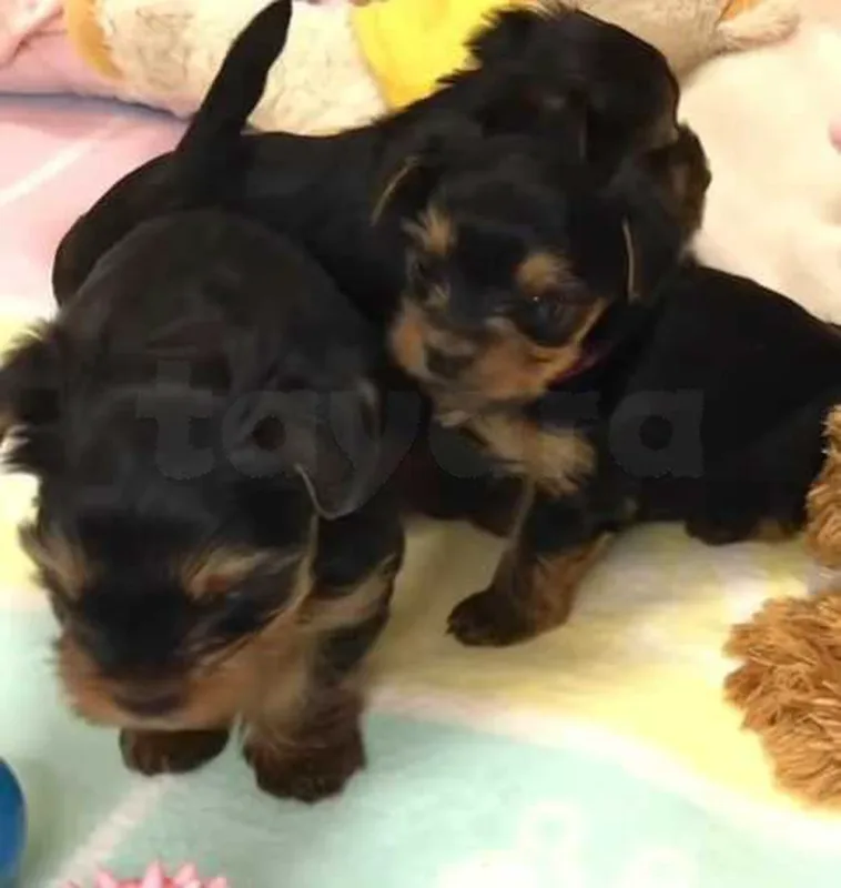 chiots yorkshire toy âge 7 semaines - Miniature 3