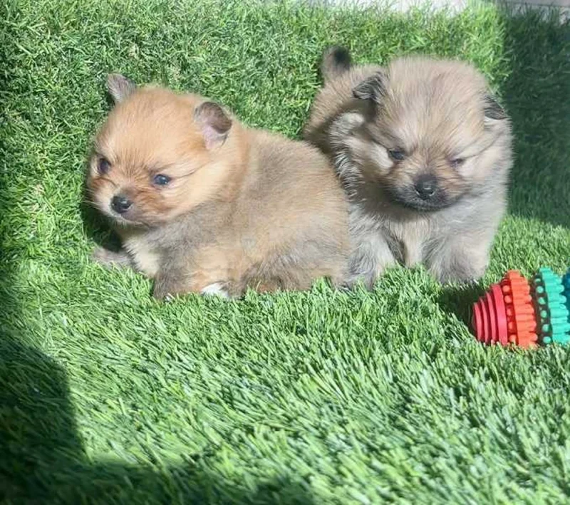 Spitz nain - Miniature 2