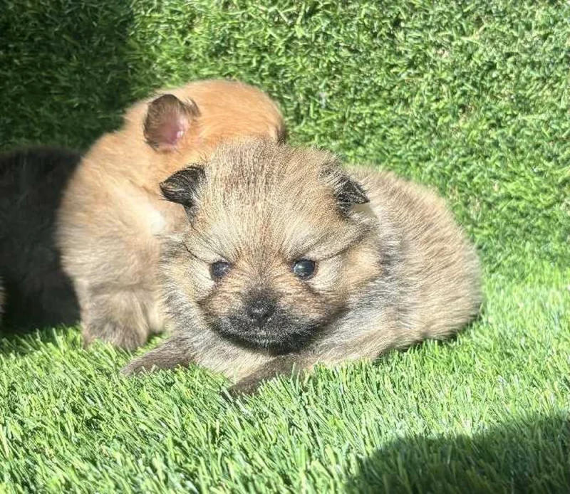 Spitz nain - Miniature 3