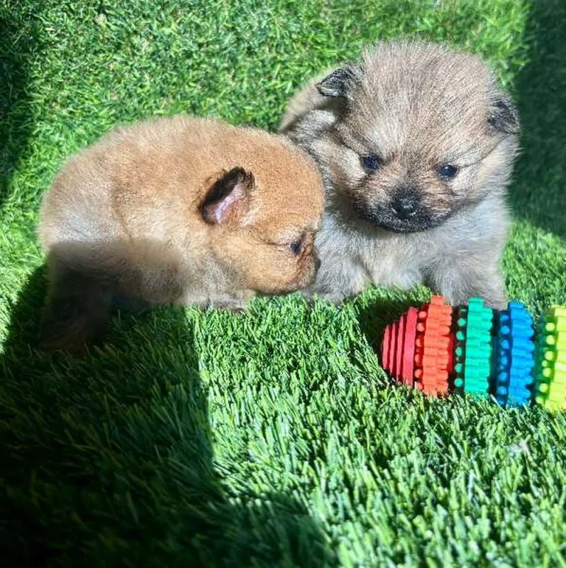 Spitz nain - Miniature 4