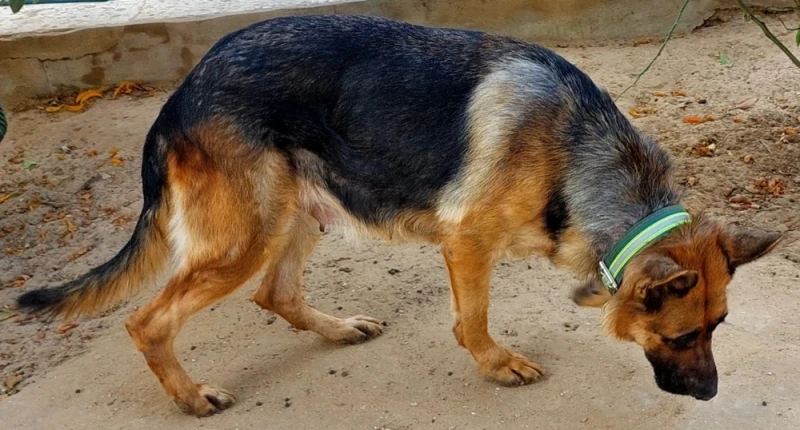 Couple de Chiens de Garde Berger Allemand Pure Race.