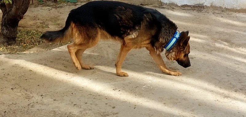 Couple de Chiens de Garde Berger Allemand Pure Race. - Miniature 2