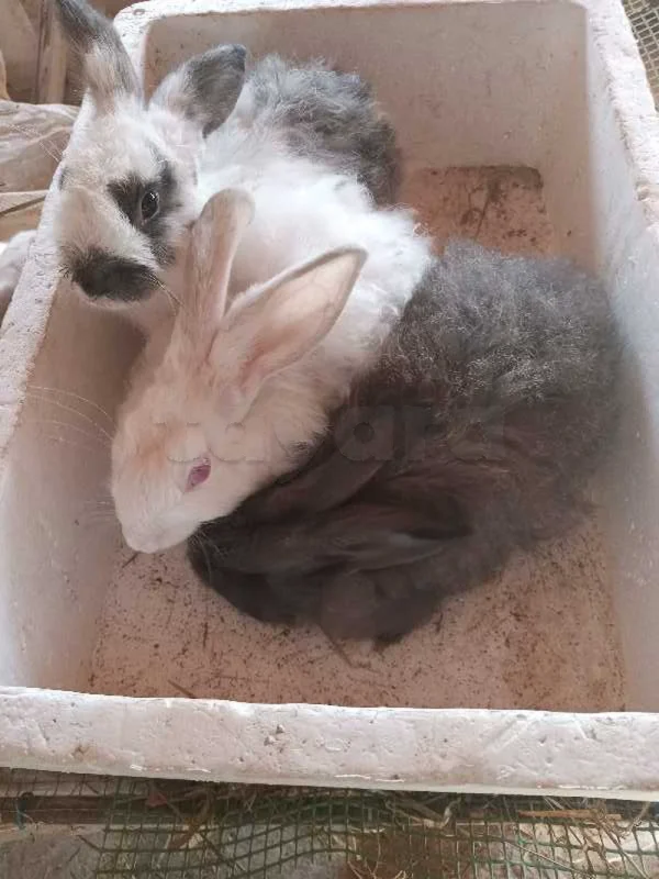 15 lapins de 2 mois - Miniature 2