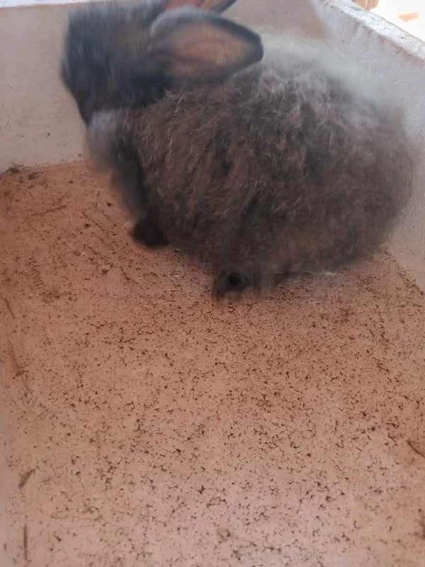 15 lapins de 2 mois - Miniature 3