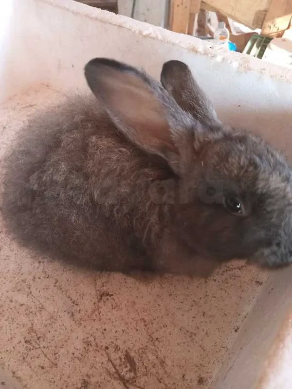 15 lapins de 2 mois - Miniature 4