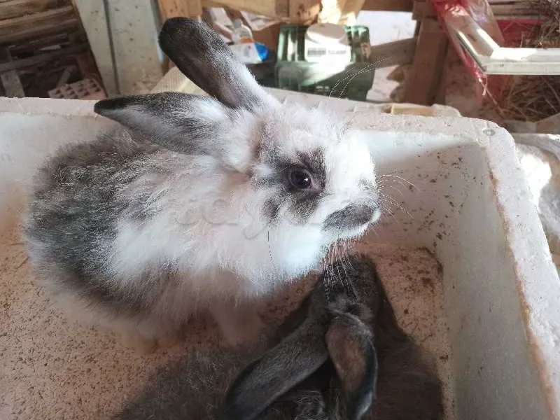 15 lapins de 2 mois - Miniature 5