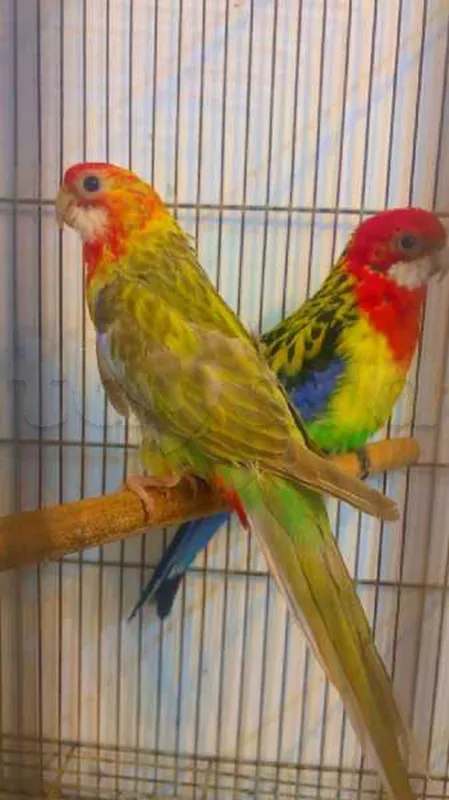 un couple omnicolore - Miniature 2