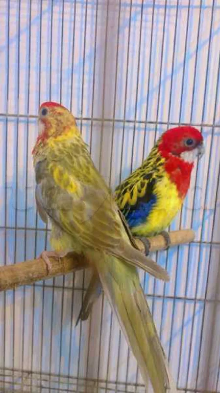 un couple omnicolore - Miniature 3