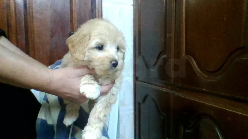 vente chienne bichon havanais
