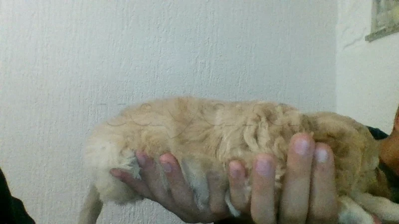 vente chienne bichon havanais - Miniature 4