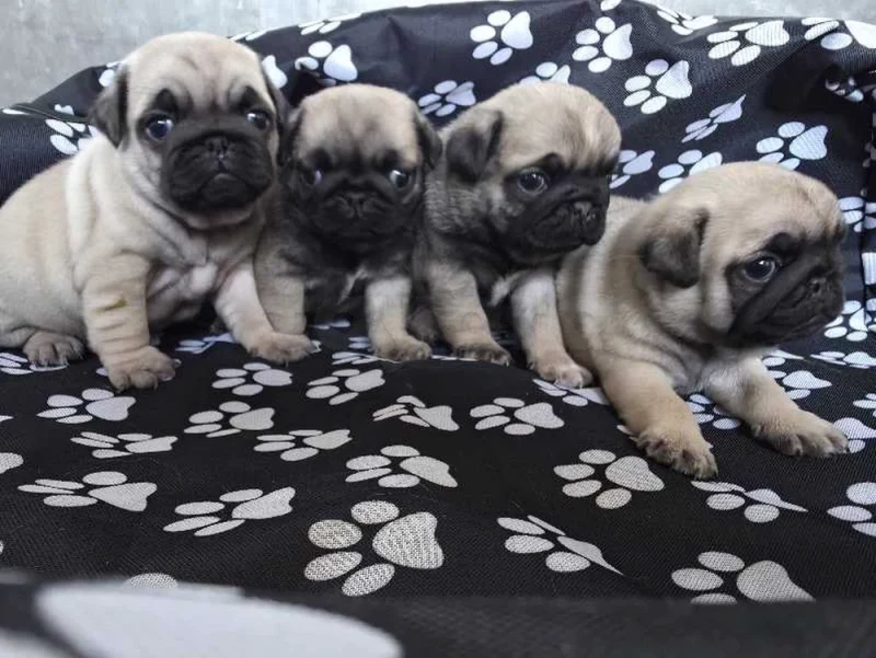 carlin - Miniature 2