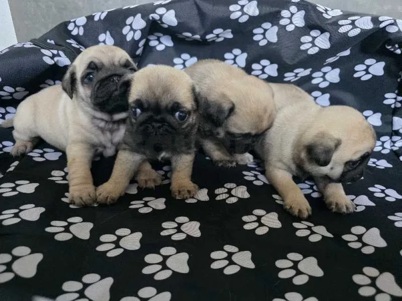 carlin - Miniature 3