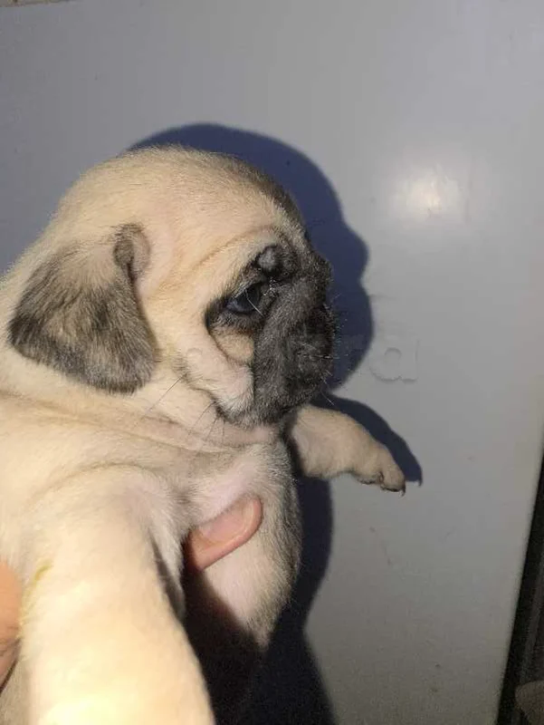 carlin - Miniature 4