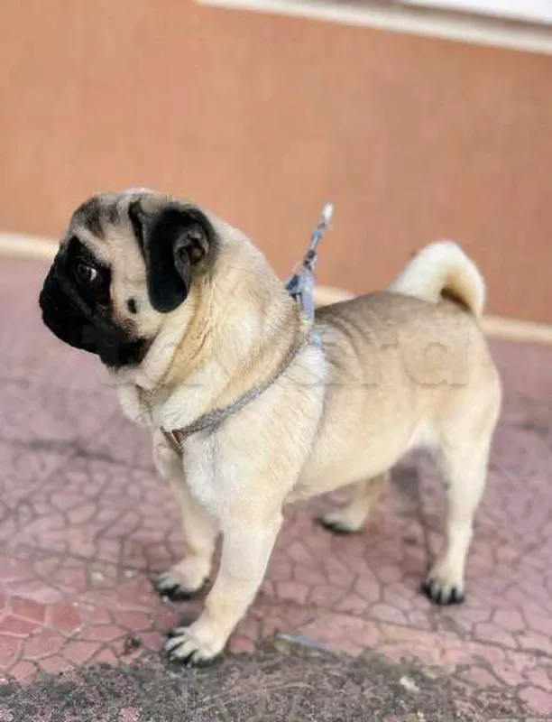 carlin - Miniature 5