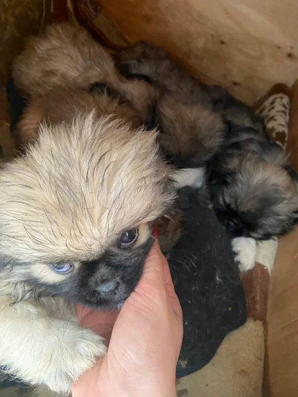 Pekinois - Miniature 2