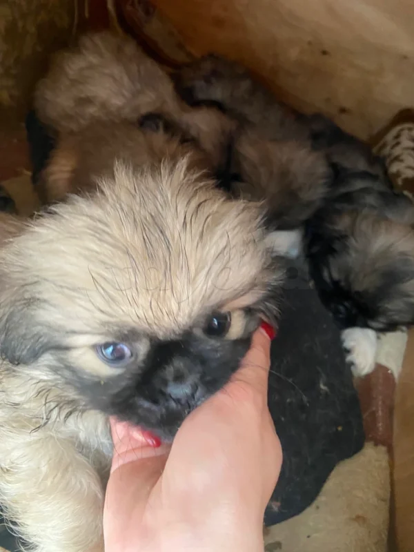 Pekinois - Miniature 3