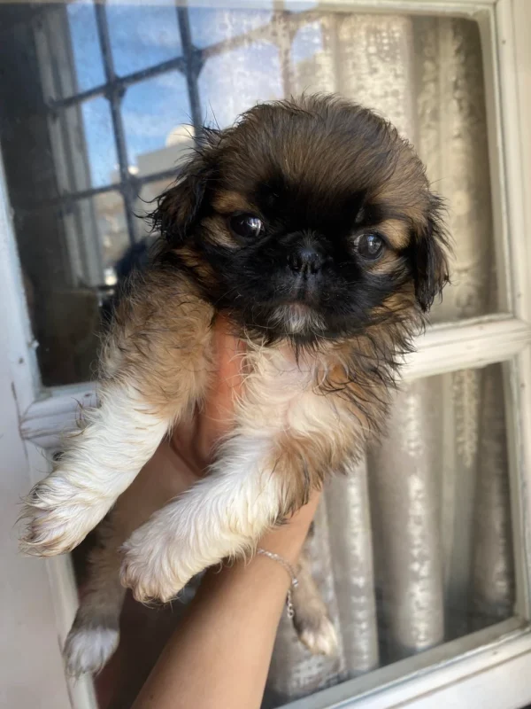 Pekinois - Miniature 4