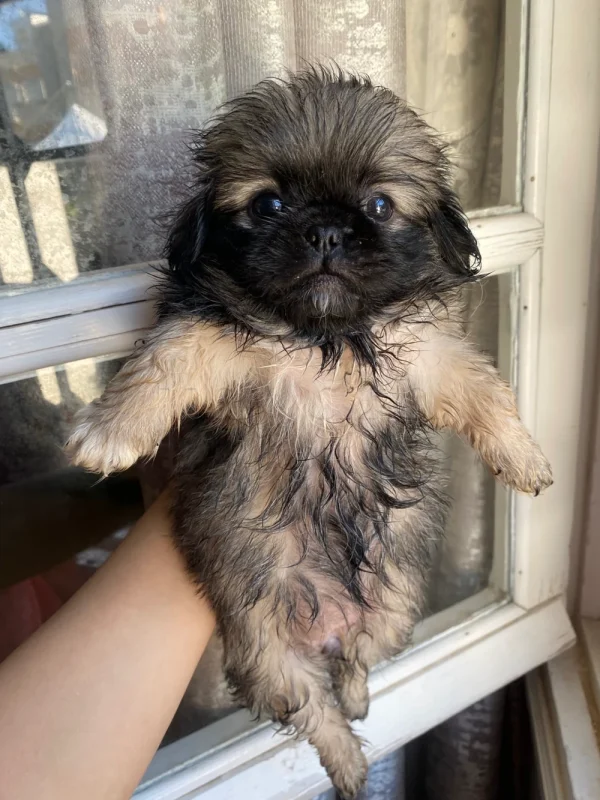 Pekinois - Miniature 5