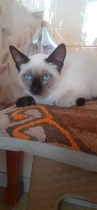 chaton siamois - Miniature 2