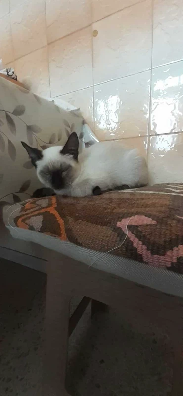 chaton siamois - Miniature 3