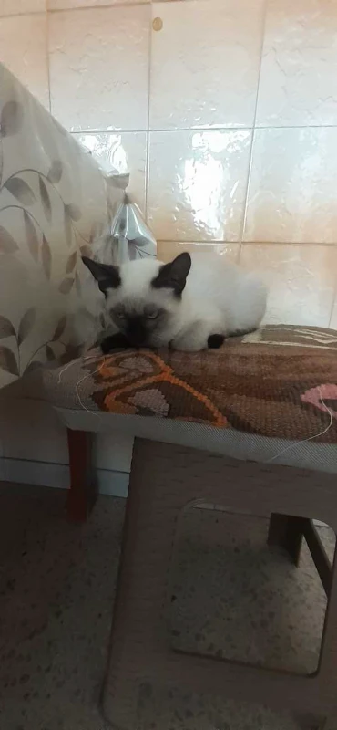 chaton siamois - Miniature 4