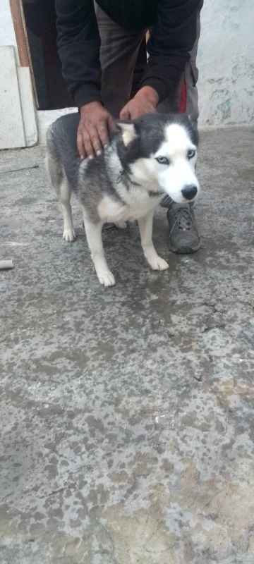 CHIENNE HASKEY - Photo 1