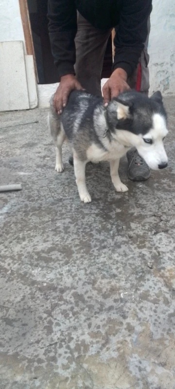 CHIENNE HASKEY - Miniature 2