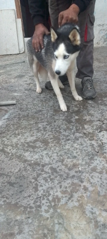 CHIENNE HASKEY - Miniature 3