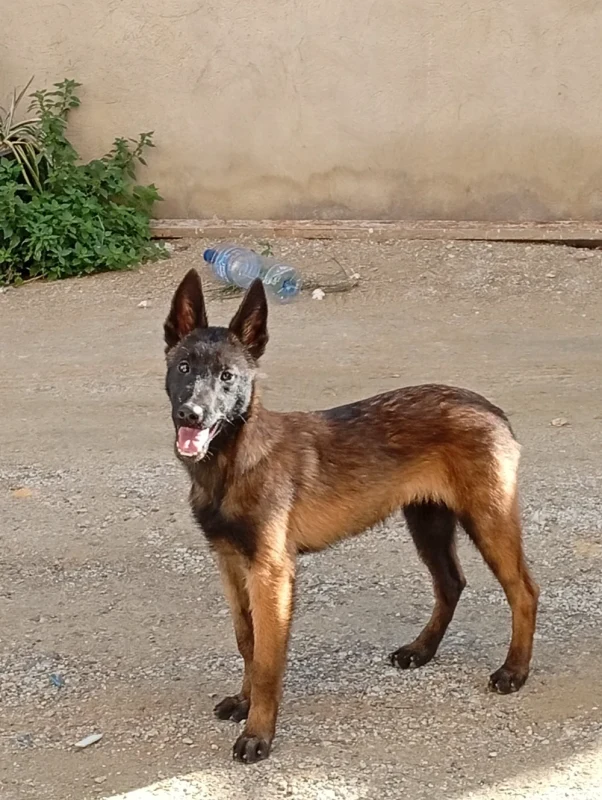 Chiots malinois