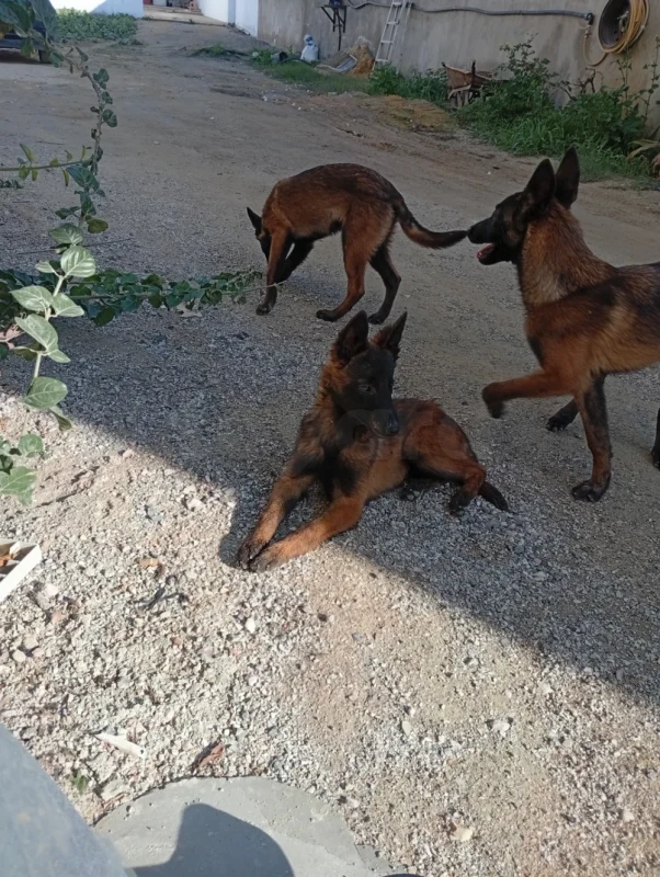 Chiots malinois - Miniature 2