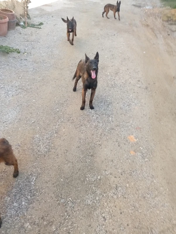 Chiots malinois - Miniature 3
