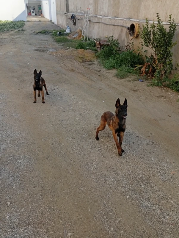 Chiots malinois - Miniature 4