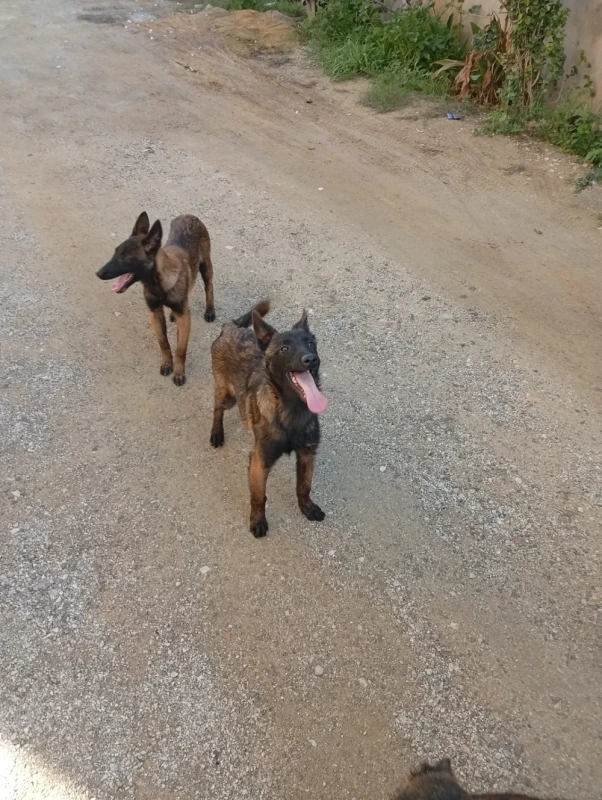 Chiots malinois - Miniature 5