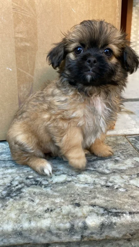 3 adorables Chiots - Miniature 2