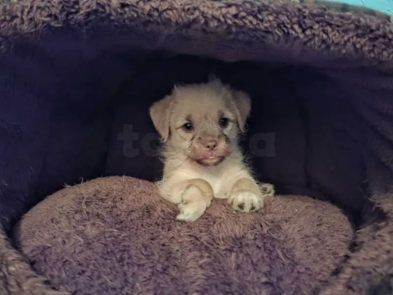 à vendre - Miniature 2