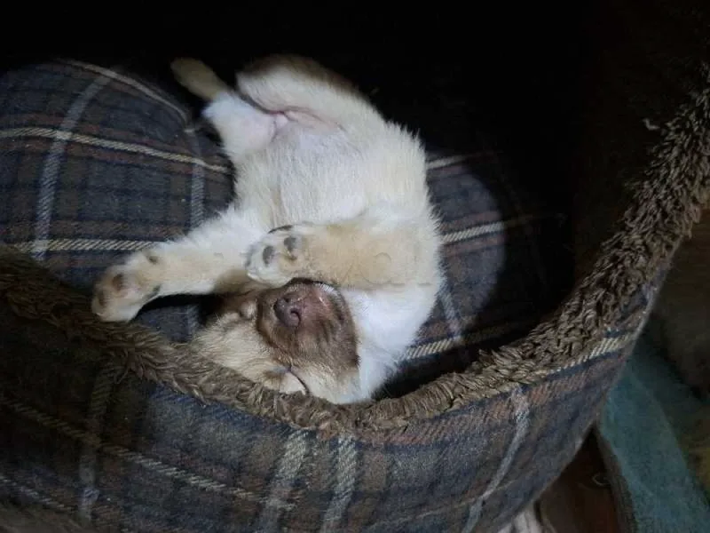 à vendre - Miniature 4