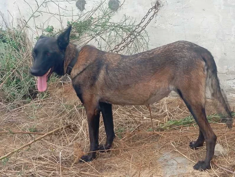 couple malinois - Miniature 2