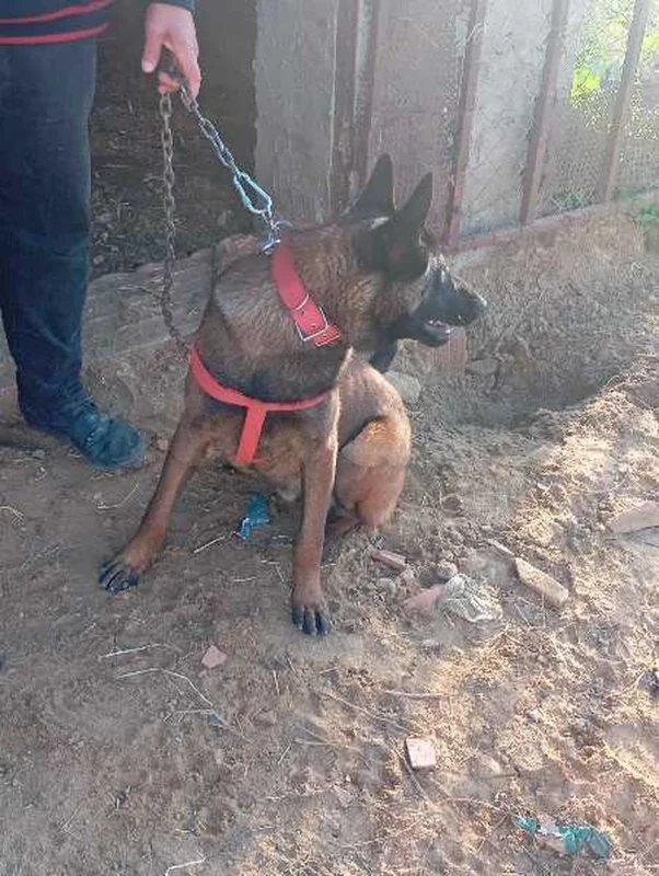 couple malinois - Miniature 3