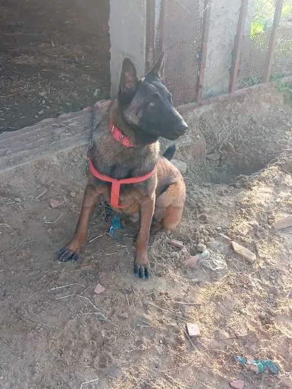 couple malinois - Miniature 5